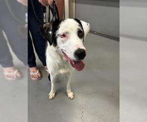 Mutt Dogs for adoption in Waco, TX, USA