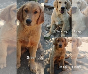 Golden Retriever Puppy for sale in WAKE FOREST, NC, USA