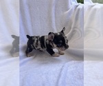 Puppy Tilly French Bulldog