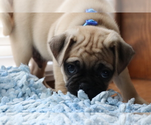 Pug Puppy for sale in JONESTOWN, PA, USA