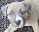 Puppy Ollie American Bully