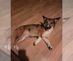 Small #3 Pembroke Welsh Corgi Mix