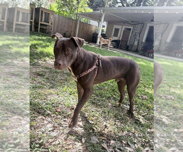Medium Photo #7 American Pit Bull Terrier-Unknown Mix Puppy For Sale in Oakhurst, NJ, USA