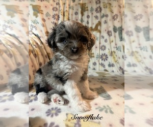 Aussiedoodle Toy Puppy for sale in RIDGEFIELD, WA, USA