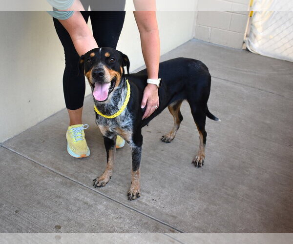 Medium Photo #2 Mutt Puppy For Sale in McKinney, TX, USA