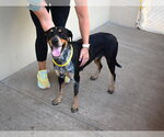 Small #1 Mutt