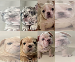 French Bulldog Litter for sale in PALMDALE, CA, USA