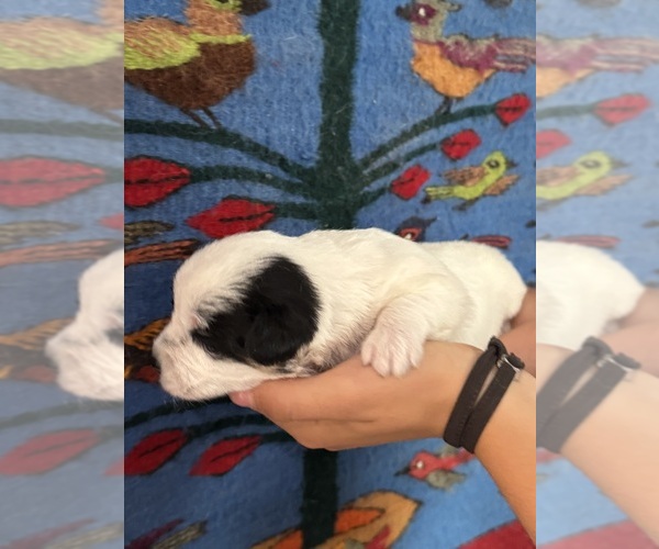 Medium Photo #15 Pembroke Welsh Corgi-Poodle (Miniature) Mix Puppy For Sale in LONGMONT, CO, USA