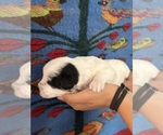 Small #14 Pembroke Welsh Corgi-Poodle (Miniature) Mix
