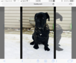 Small Photo #2 Cane Corso Puppy For Sale in BOARDMAN, OH, USA