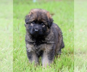 German Shepherd Dog Puppy for Sale in MORRILTON, Arkansas USA