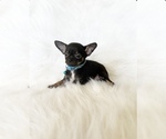 Small #3 Chihuahua