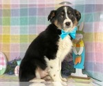 Small Photo #1 Australian Shepherd Puppy For Sale in LANCASTER, PA, USA
