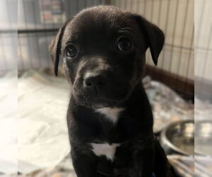 Mutt Dogs for adoption in Fargo, ND, USA