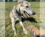 Small #4 German Shepherd Dog Mix