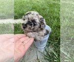 Puppy 1 Poovanese