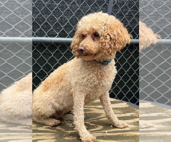 Medium Photo #4 Poodle (Miniature) Puppy For Sale in Mukwonago, WI, USA