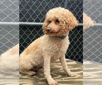 Small Photo #4 Poodle (Miniature) Puppy For Sale in Mukwonago, WI, USA