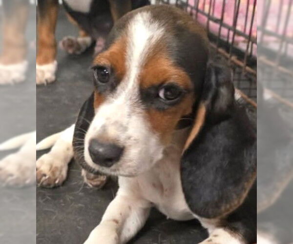 Medium Photo #11 Bagle Hound Puppy For Sale in Dunnellon, FL, USA