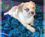 Small Photo #2 French Bullhuahua Puppy For Sale in YPSILANTI, MI, USA