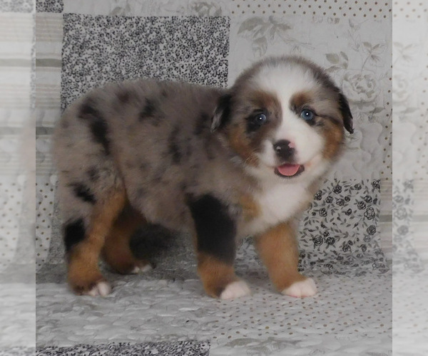 Medium Photo #3 Miniature Australian Shepherd Puppy For Sale in HARRISON, OH, USA