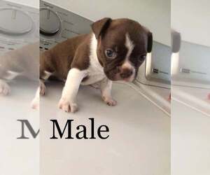 American Boston Bull Terrier Puppy for sale in WEST PLAINS, MO, USA