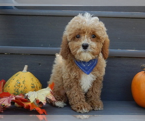 Cavapoo Puppy for sale in MILLERSBURG, OH, USA