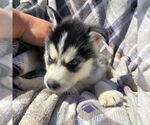 Small #3 Siberian Husky