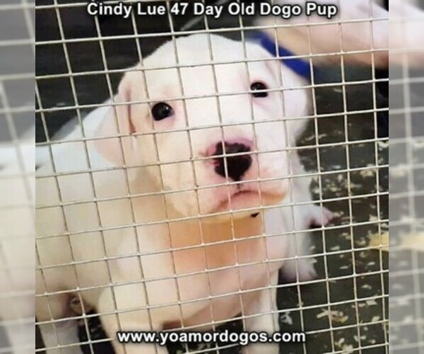 Medium Photo #68 Dogo Argentino Puppy For Sale in PINEVILLE, MO, USA