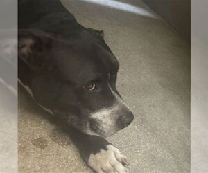 Medium American Pit Bull Terrier