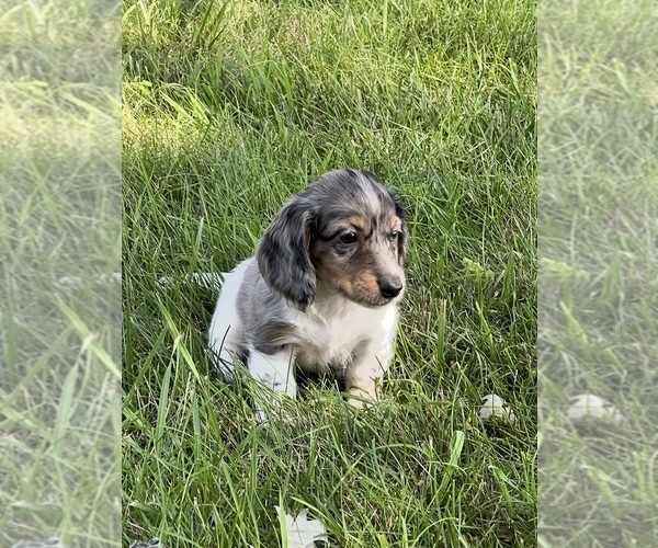 Medium Photo #3 Dachshund Puppy For Sale in NILES, MI, USA