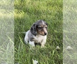 Small #2 Dachshund