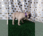 Small Photo #3 Pug Puppy For Sale in SCOTTVILLE, MI, USA