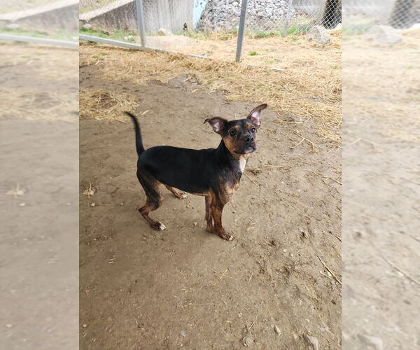 Medium Photo #3 Boston Huahua Puppy For Sale in Evansville, IN, USA