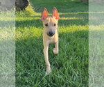 Small Mutt