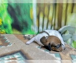 Small #2 Dachshund