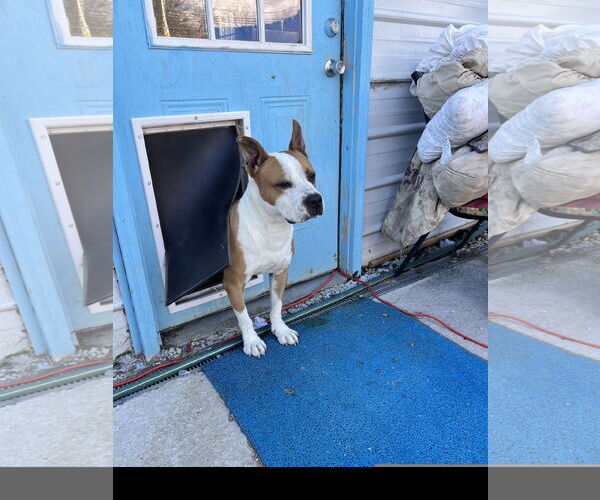 Medium Photo #3 American Pit Bull Terrier-Unknown Mix Puppy For Sale in Tracy City, TN, USA