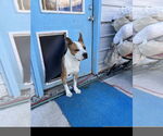 Small #2 American Pit Bull Terrier Mix