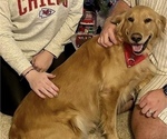 Small Photo #1 Golden Retriever Puppy For Sale in CONCORDIA, MO, USA
