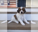 Small Photo #3 Aussiedoodle Puppy For Sale in CONWAY, MO, USA