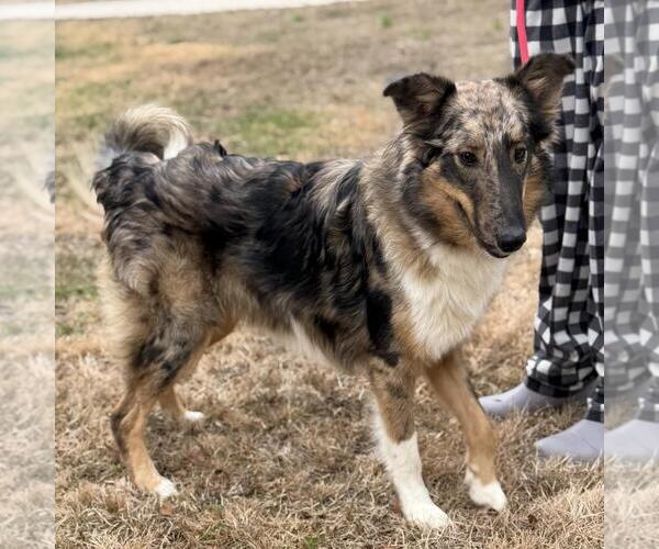 Medium Photo #3 Collie-Unknown Mix Puppy For Sale in Yardley, PA, USA