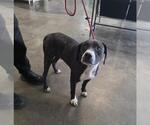 Found stray: Gene - Male Mutt Dog for Adoption - Small photo