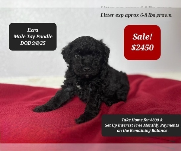 Medium Photo #1 Poodle (Toy) Puppy For Sale in TUCSON, AZ, USA