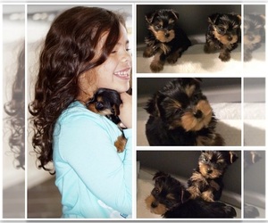 Yorkshire Terrier Puppy for Sale in GILBERT, Arizona USA