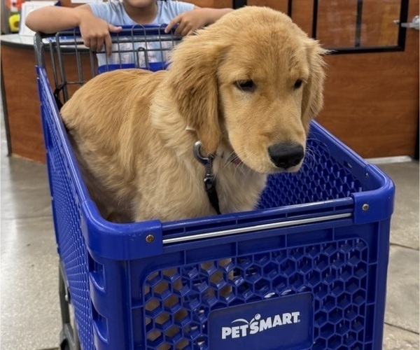Medium Photo #5 English Cream Golden Retriever Puppy For Sale in ORLANDO, FL, USA