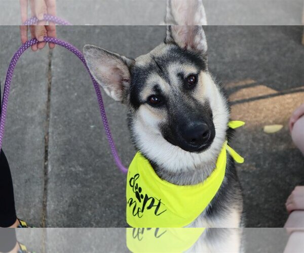 Medium Photo #1 German Shepherd Dog-Unknown Mix Puppy For Sale in Columbus, IN, USA