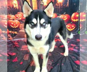 Siberian Husky Dogs for adoption in Long Beach, CA, USA