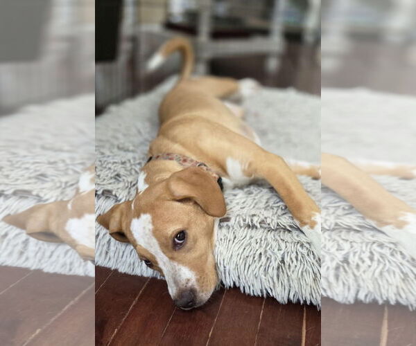 Medium Photo #3 Mutt Puppy For Sale in Crystal, MN, USA