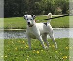 Small #1 Mutt