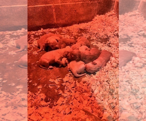 Medium Photo #8 Golden Retriever Puppy For Sale in KANSAS CITY, MO, USA